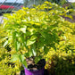 CORNUS ALBA `NEON BURST`