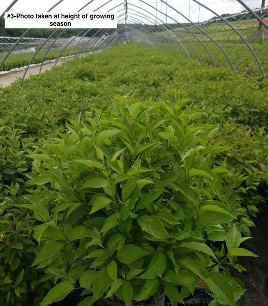 CORNUS SERICEA `BAILEYI`