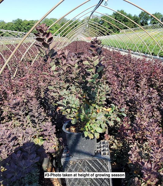 COTINUS COGGYGRIA `VELVETEENY`