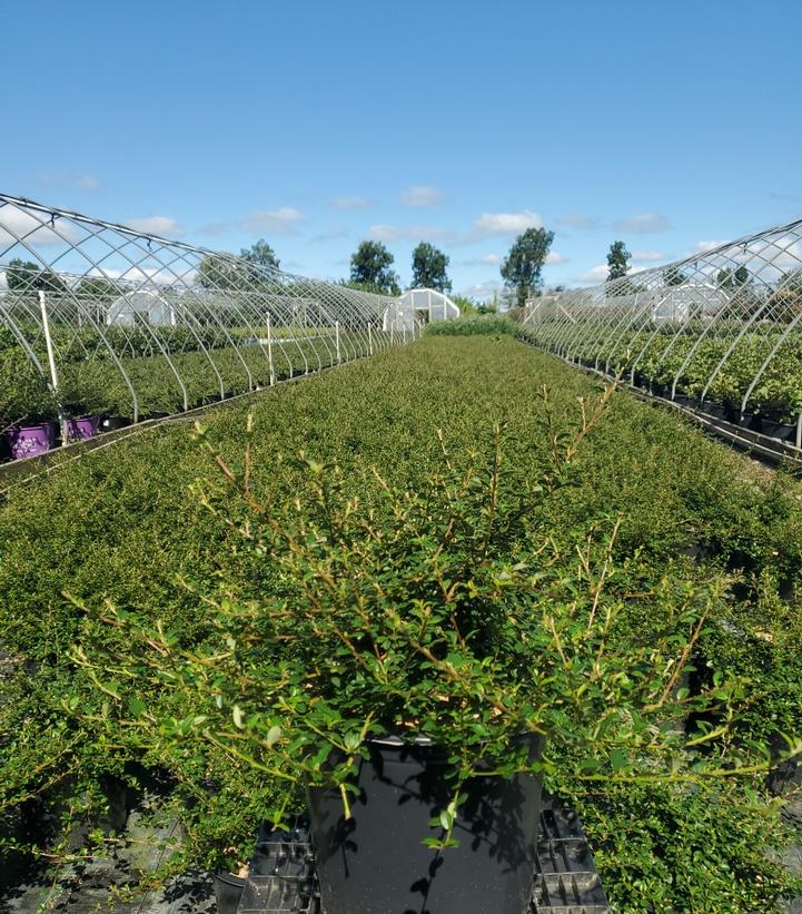 COTONEASTER DAMMERI `CORAL BEAUTY`