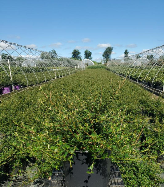 COTONEASTER DAMMERI `CORAL BEAUTY`