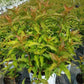 DIERVILLA RIVULARIS `KODIAK ORANGE`