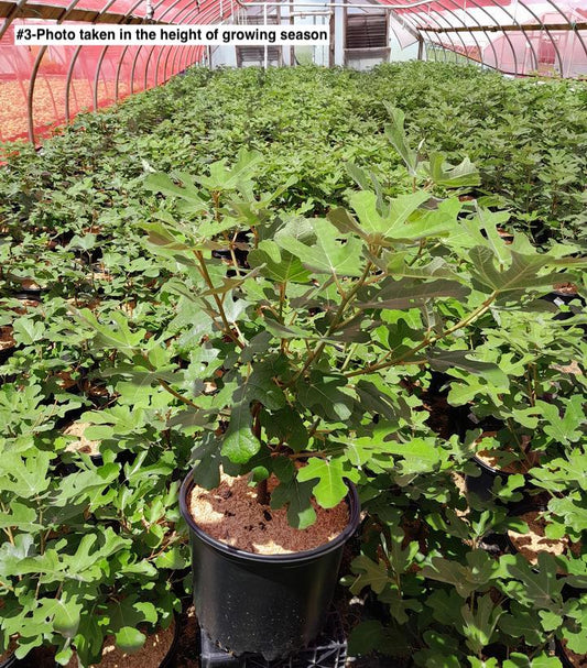 FICUS CARICA `BENSONHURST PURPLE`