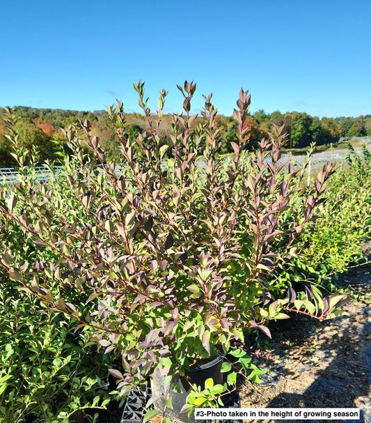 FORSYTHIA X INTERMEDIA `LYNWOOD GOLD`
