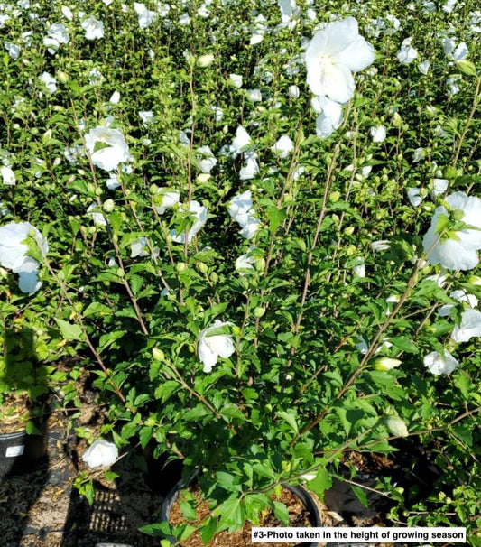 HIBISCUS SYRIACUS `DIANA`