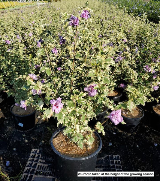 HIBISCUS SYRIACUS `SHOWTIME`