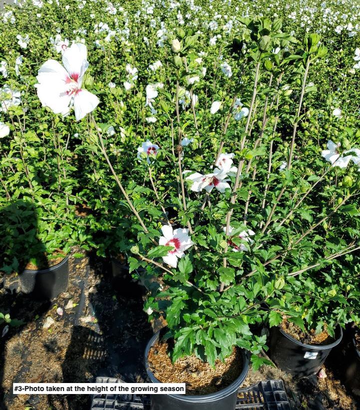HIBISCUS SYRIACUS `RED HEART`