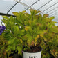 HYDRANGEA M L.D. `RHYTHMIC BLUE`
