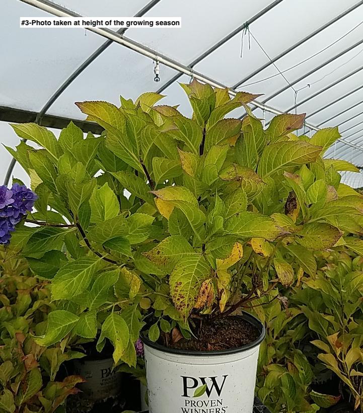 HYDRANGEA M L.D. `RHYTHMIC BLUE`