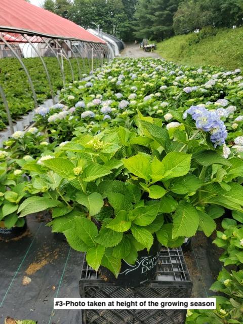 HYDRANGEA M `NANTUCKET BLUE`