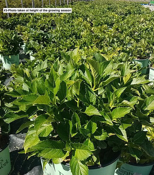 HYDRANGEA M `NEXT GEN PISTACHIO`