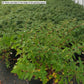 HYPERICUM PATULUM `HIDCOTE`