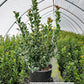 ILEX X MESERVEAE `BLUE MAID`