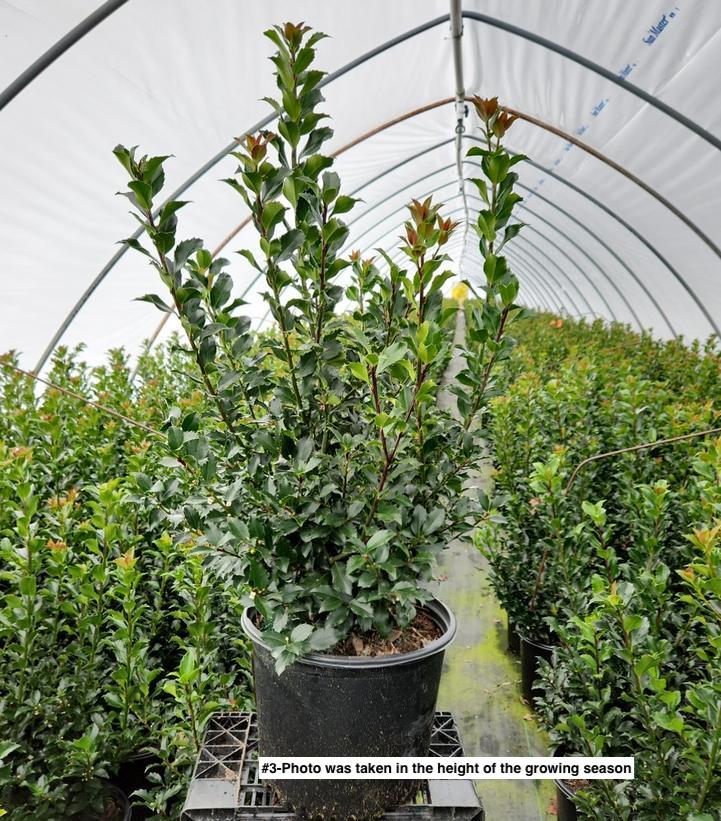 ILEX X MESERVEAE `BLUE MAID`