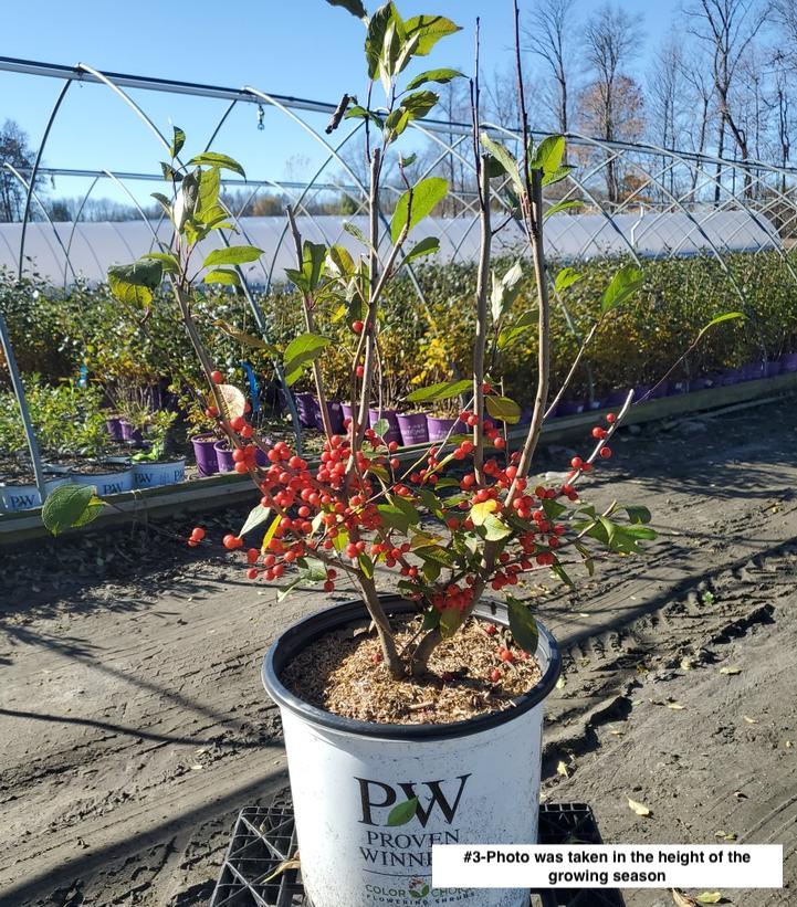 ILEX VERTICILLATA `BERRY HEAVY`