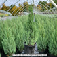 JUNIPERUS CHINENSIS `BLUE POINT`