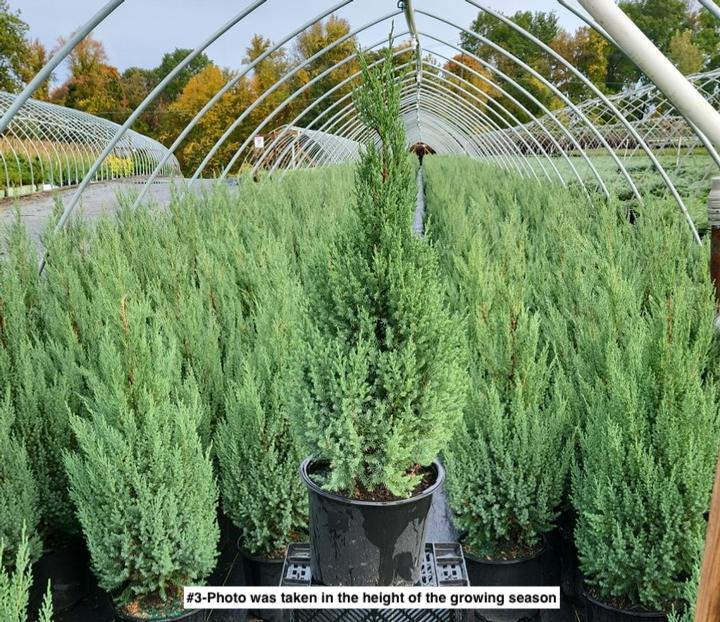 JUNIPERUS CHINENSIS `BLUE POINT`