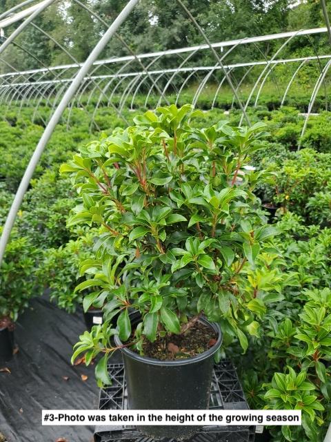 KALMIA LATIFOLIA `CAROL`
