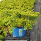 LONICERA NITIDA `THUNDERBOLT`
