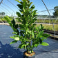 MAGNOLIA LILIIFLORA `BETTY`
