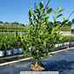 MAGNOLIA LILIIFLORA `JANE`