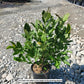 MAGNOLIA STELLATA `ROYAL STAR`