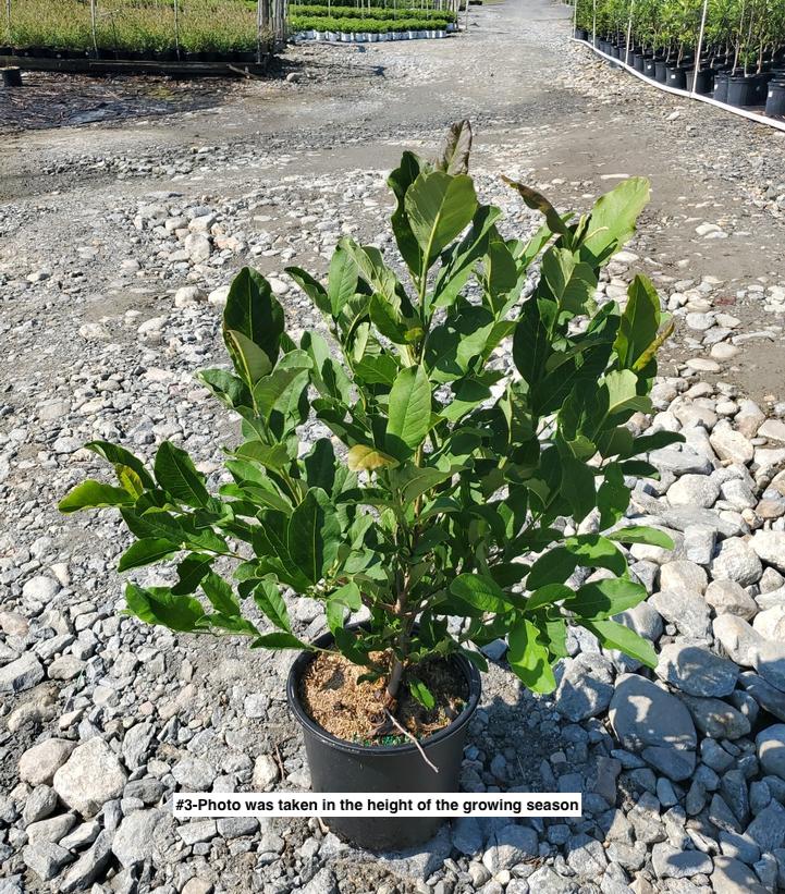 MAGNOLIA STELLATA `ROYAL STAR`