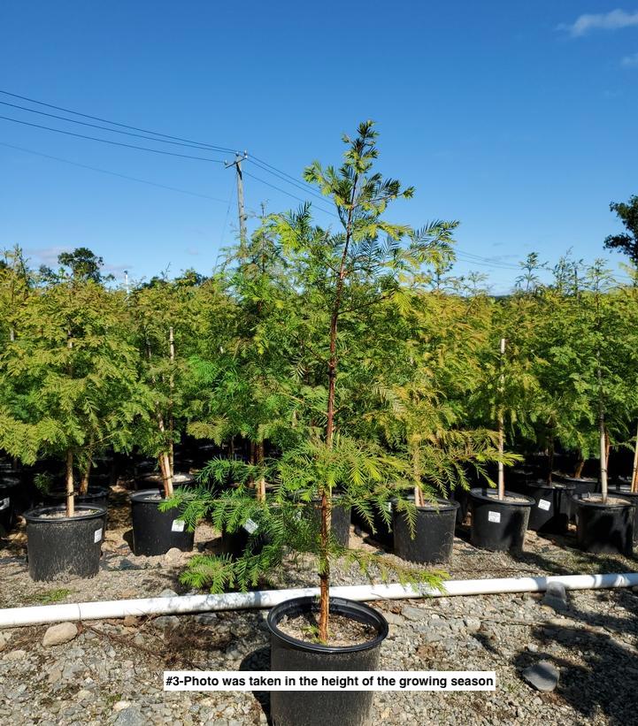 METASEQUOIA GLYPTOSTROBOIDES