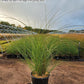 MISCANTHUS SINENSIS `GRACILLIMUS`