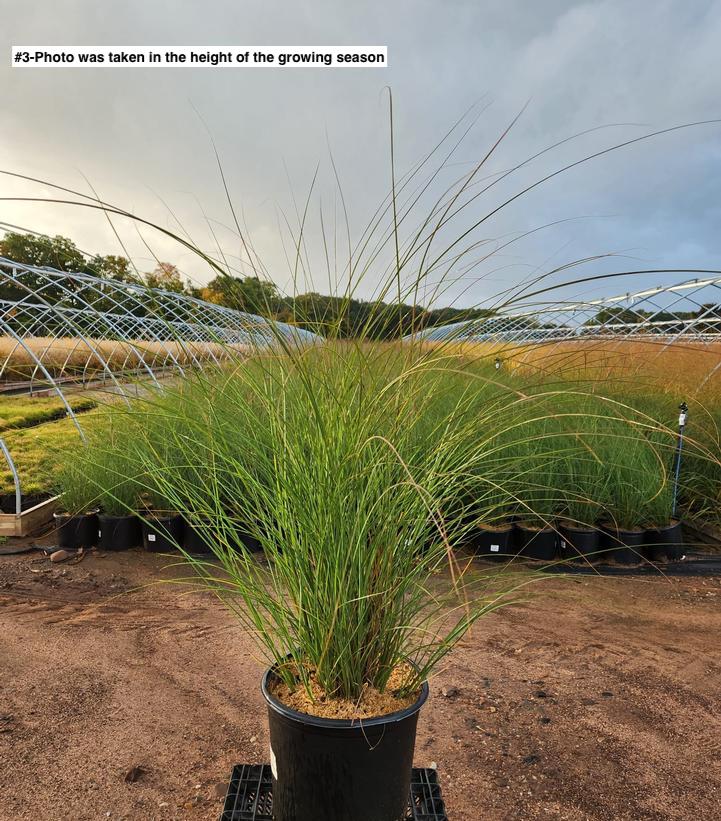 MISCANTHUS SINENSIS `GRACILLIMUS`