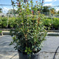 OSMANTHUS HETEROPHYLLUS `GULFTIDE`