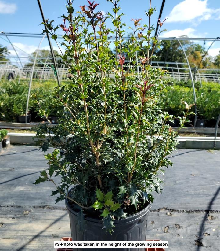 OSMANTHUS HETEROPHYLLUS `GULFTIDE`