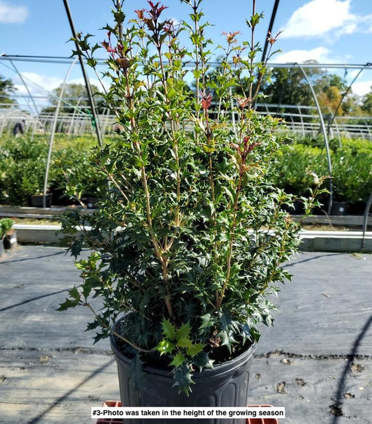OSMANTHUS HETEROPHYLLUS `GULFTIDE`