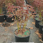 PAEONIA `FESTIVA MAXIMA`