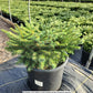 PICEA ABIES `NIDIFORMIS`
