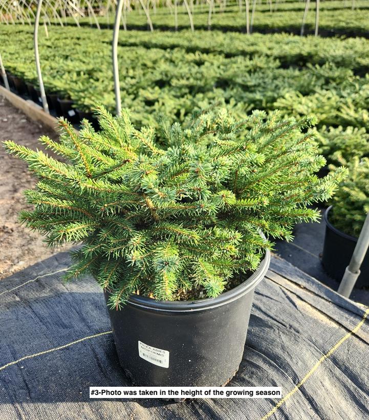 PICEA ABIES `NIDIFORMIS`