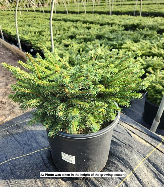 PICEA ABIES `NIDIFORMIS`