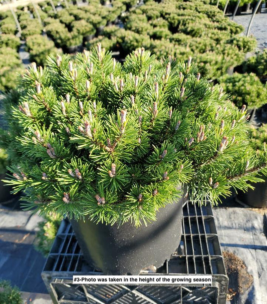 PINUS MUGO `SLOWMOUND`