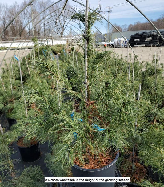 PINUS STROBUS `TORULOSA`