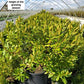 RHODODENDRON X `APRIL SNOW`