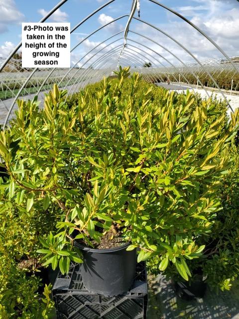RHODODENDRON X `APRIL SNOW`