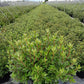 RHODODENDRON X `MIDNIGHT RUBY`