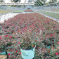 ROSA `MIRACLE ON THE HUDSON`