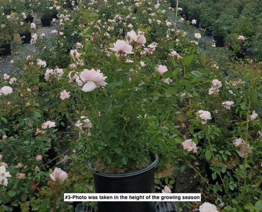 ROSA `NEW DAWN` - CL