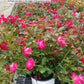 ROSA `OSO EASY DOUBLE RED`