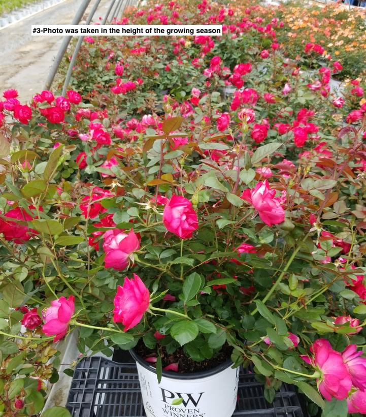 ROSA `OSO EASY DOUBLE RED`
