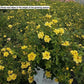 ROSA `OSO EASY LEMON ZEST`