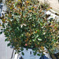 ROSA `OSO EASY HOT PAPRIKA`