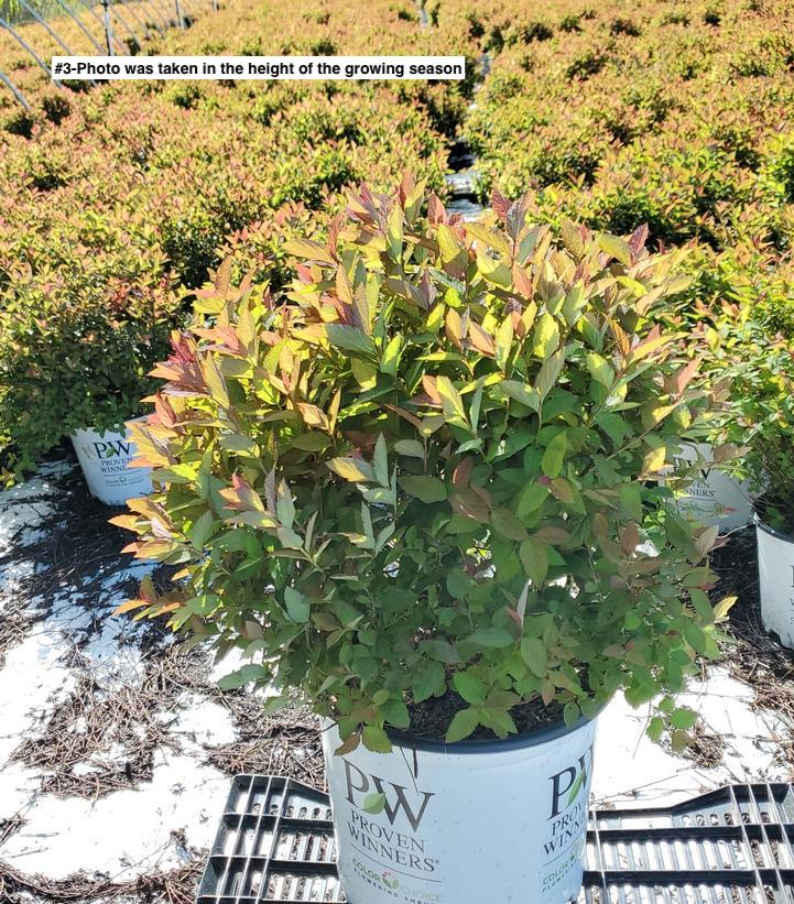 SPIRAEA JAPONICA DOUBLE PLAY `DOOZIE`