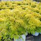 SAMBUCUS RACEMOSA `LEMONY LACE`